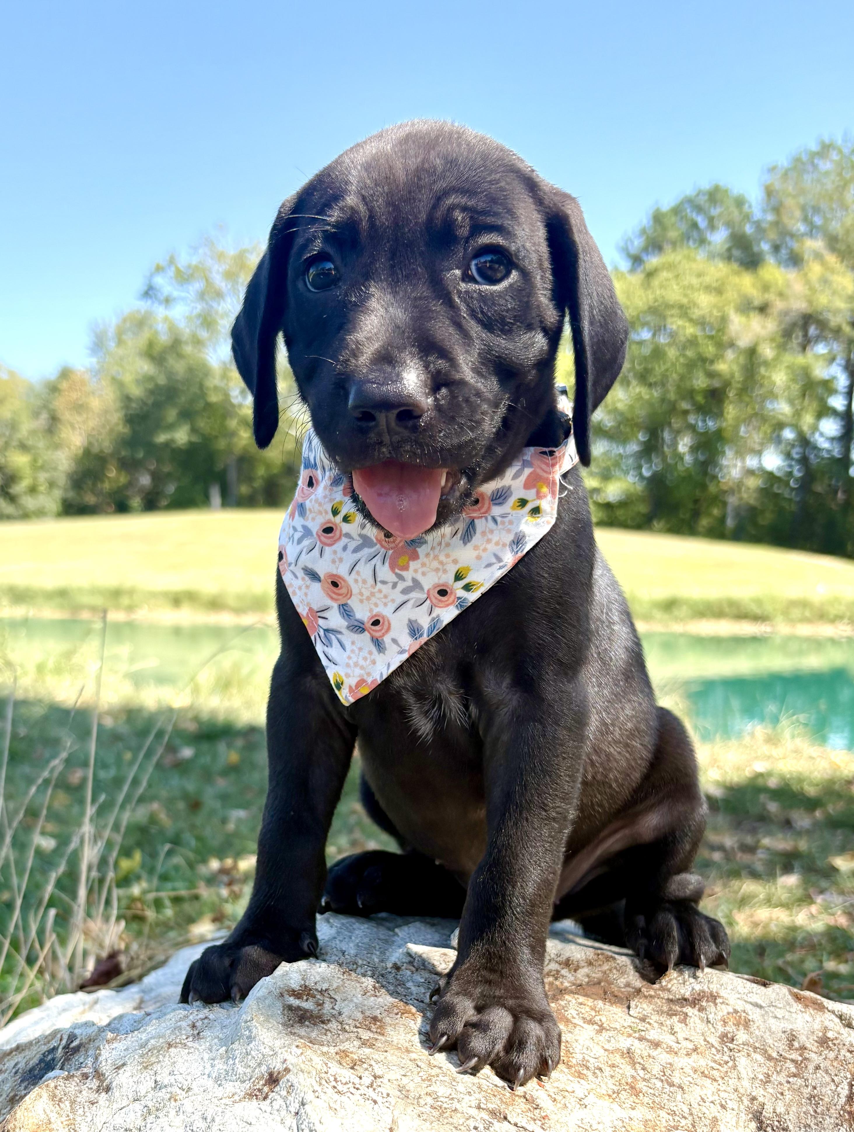 Candy Land, Adoptable, Puppy Female Black Labrador Retriever & Mixed Breed.
