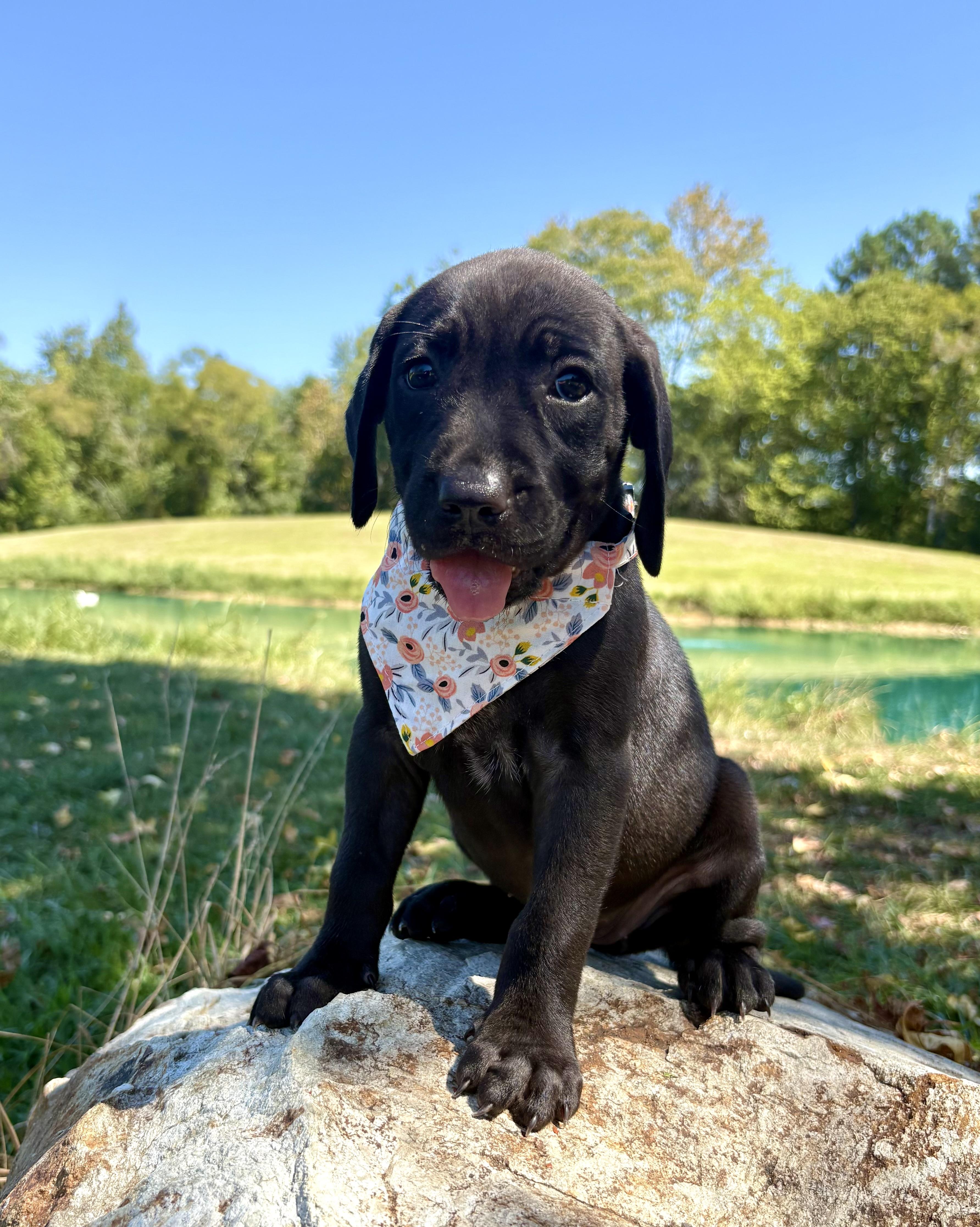 Enlarge Candy Land, a Adoptable mixed breed in Pittsboro, NC image 3/4