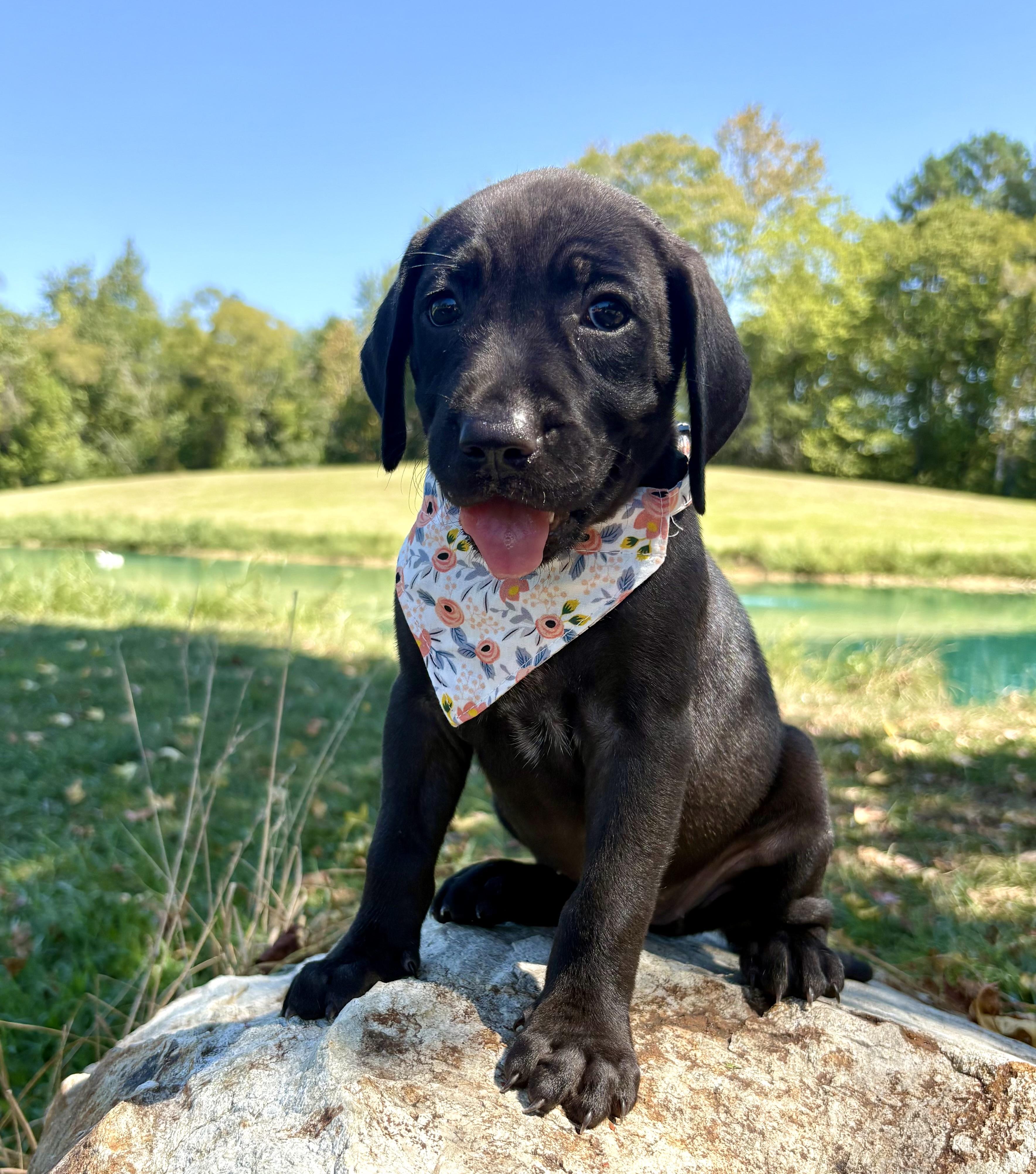 Enlarge Candy Land, a Adoptable mixed breed in Pittsboro, NC image 2/4