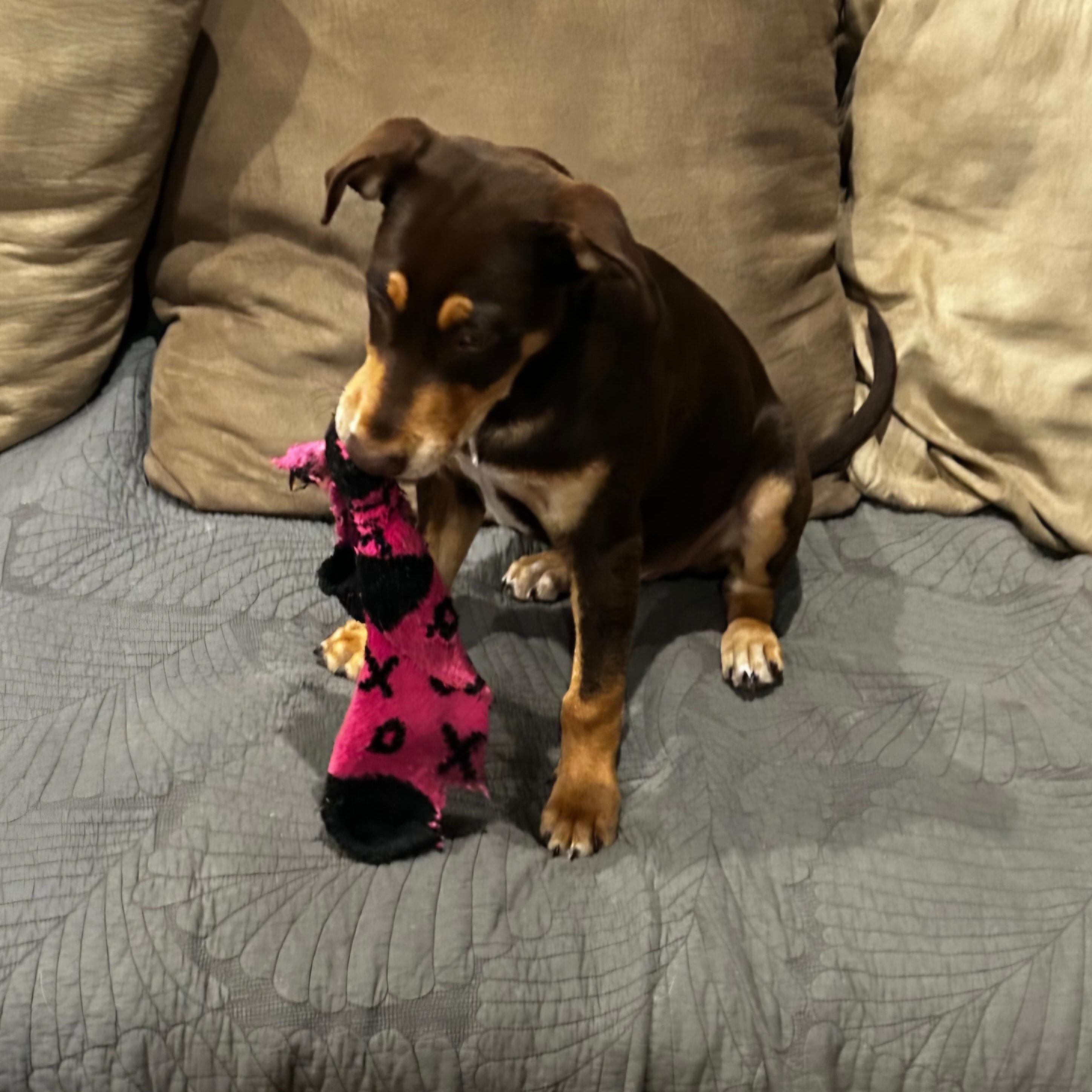 Coley — thumbnail 4