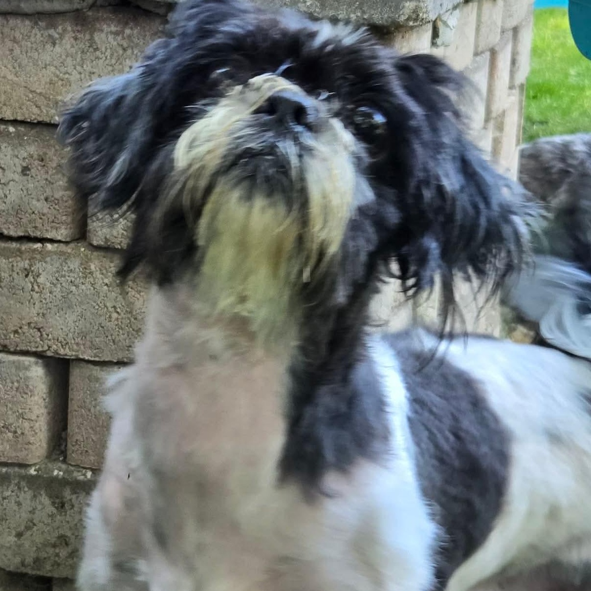 Mai Tai, a ADOPTABLE Shih Tzu in Rochester, NY image 4/4