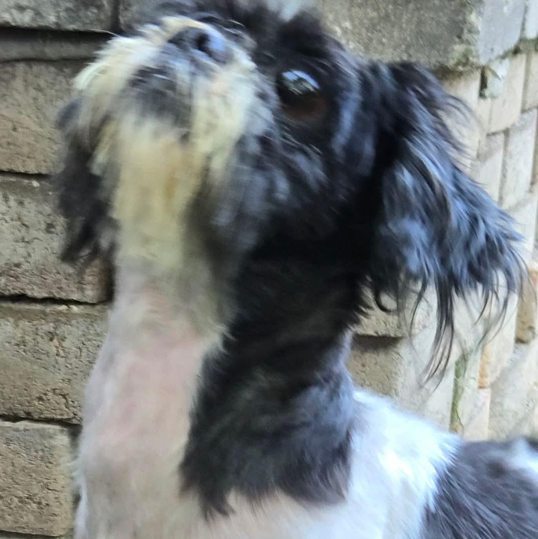 Mai Tai, a ADOPTABLE Shih Tzu in Rochester, NY image 2/4