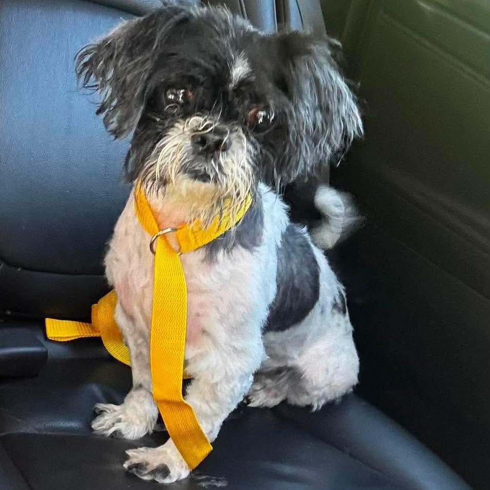Mai Tai, a ADOPTABLE Shih Tzu in Rochester, NY image 3/4