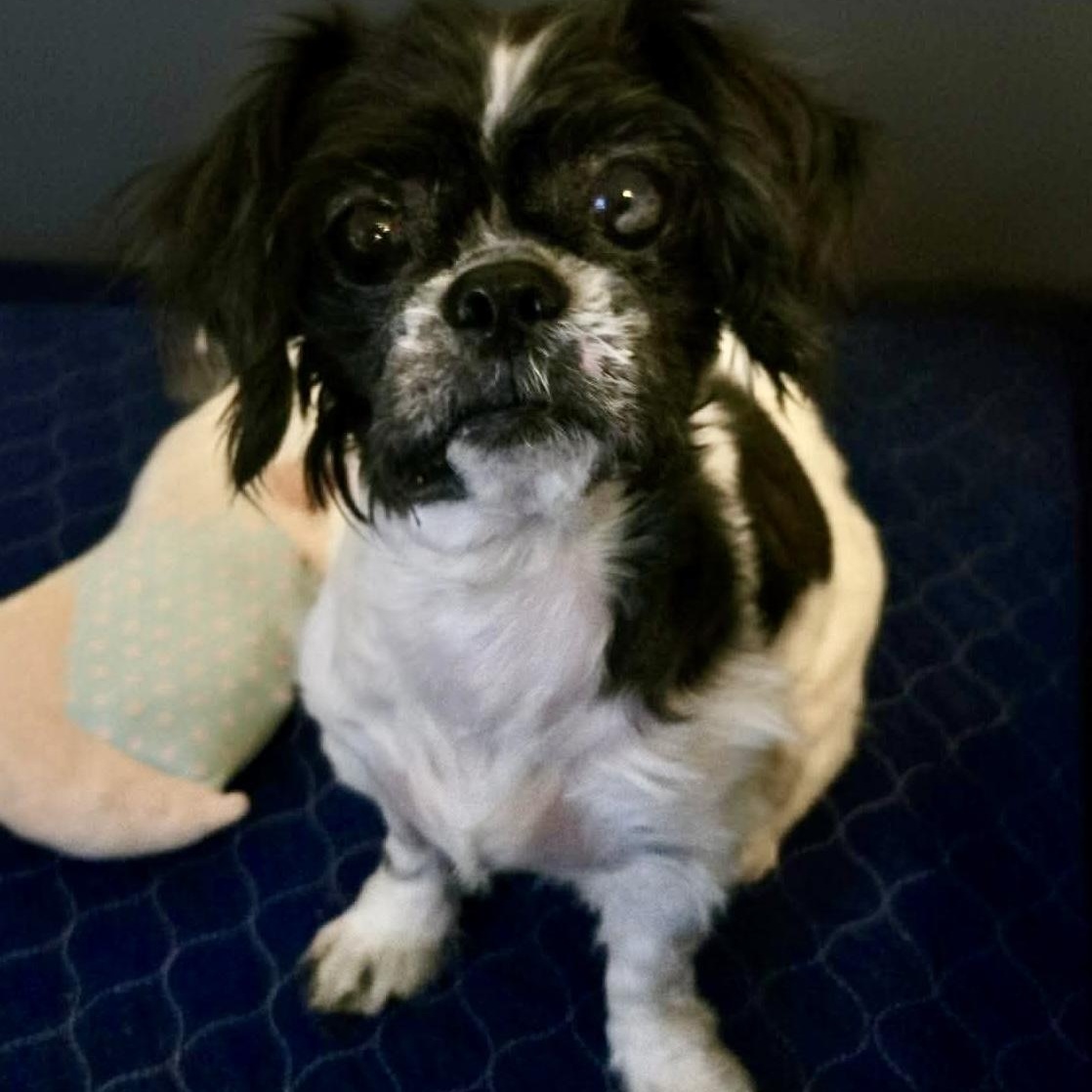 Mai Tai, a ADOPTABLE Shih Tzu in Rochester, NY image 1/4