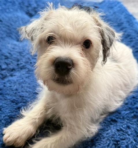 Enlarge Red, a Adoptable mixed breed in Wake Forest, NC image 3/6