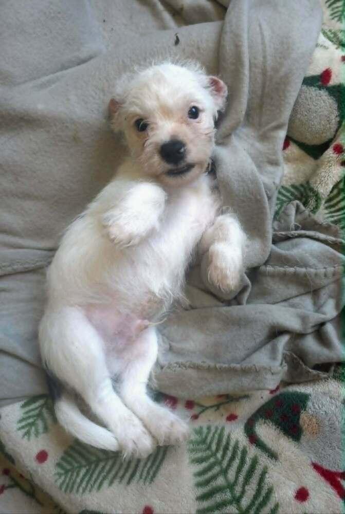 Enlarge Red, a Adoptable mixed breed in Wake Forest, NC image 5/6