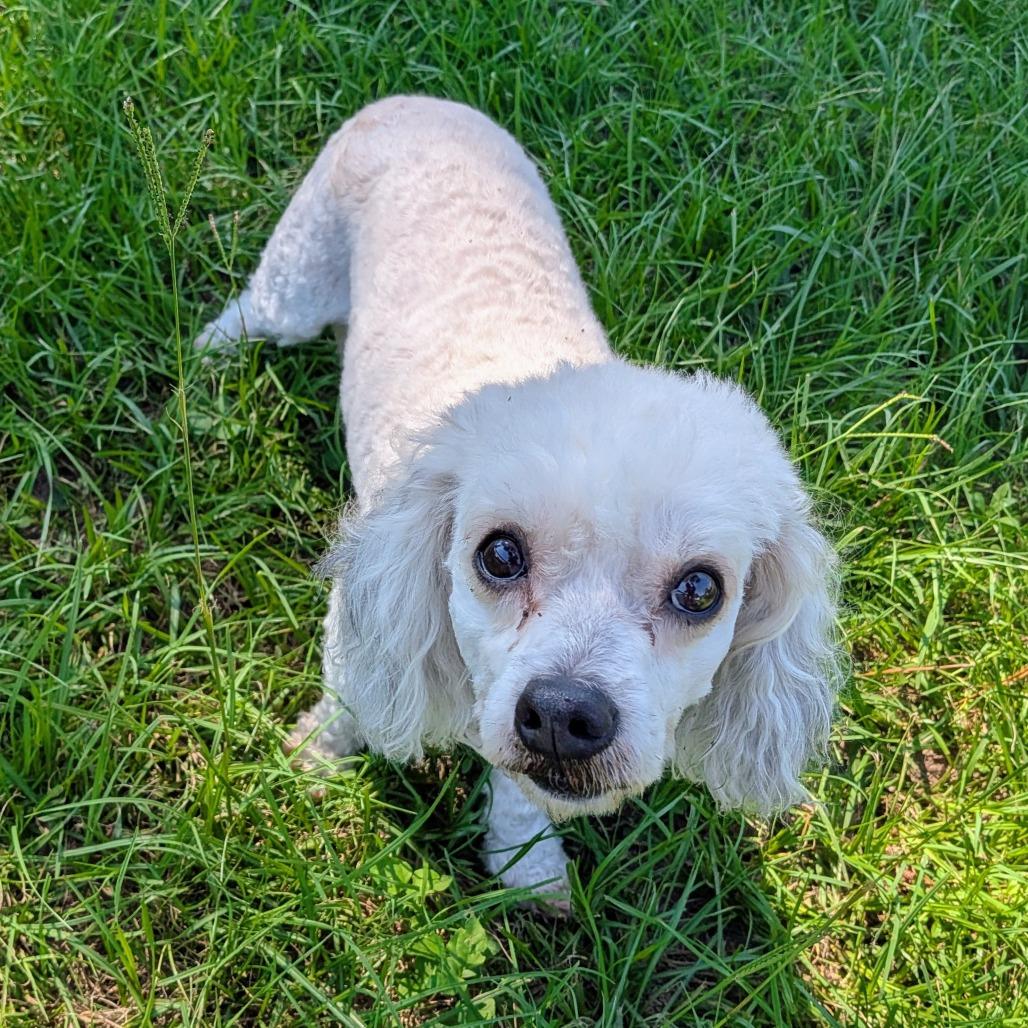 Bo Bradley, Adoptable, Adult Male Miniature Poodle.