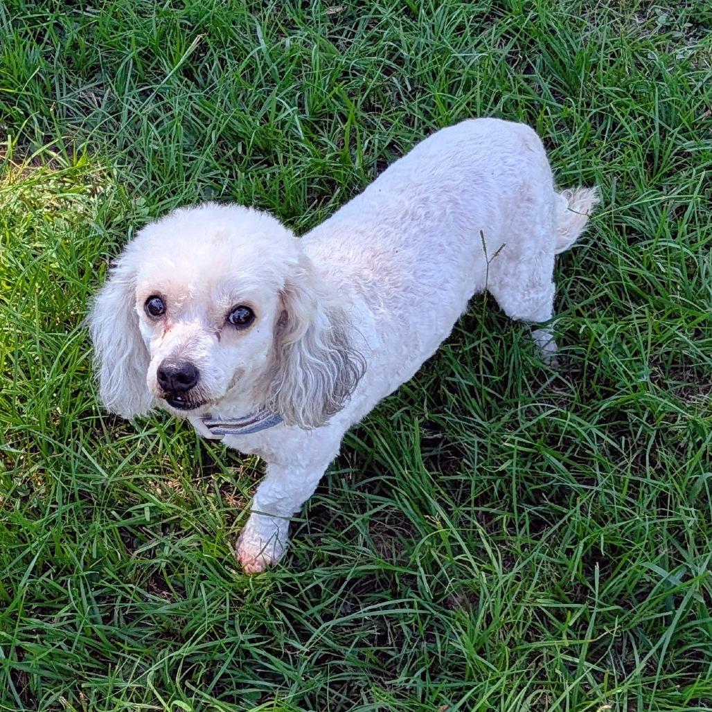 Enlarge Bo Bradley, a Adoptable Miniature Poodle in Houston, TX image 2/6