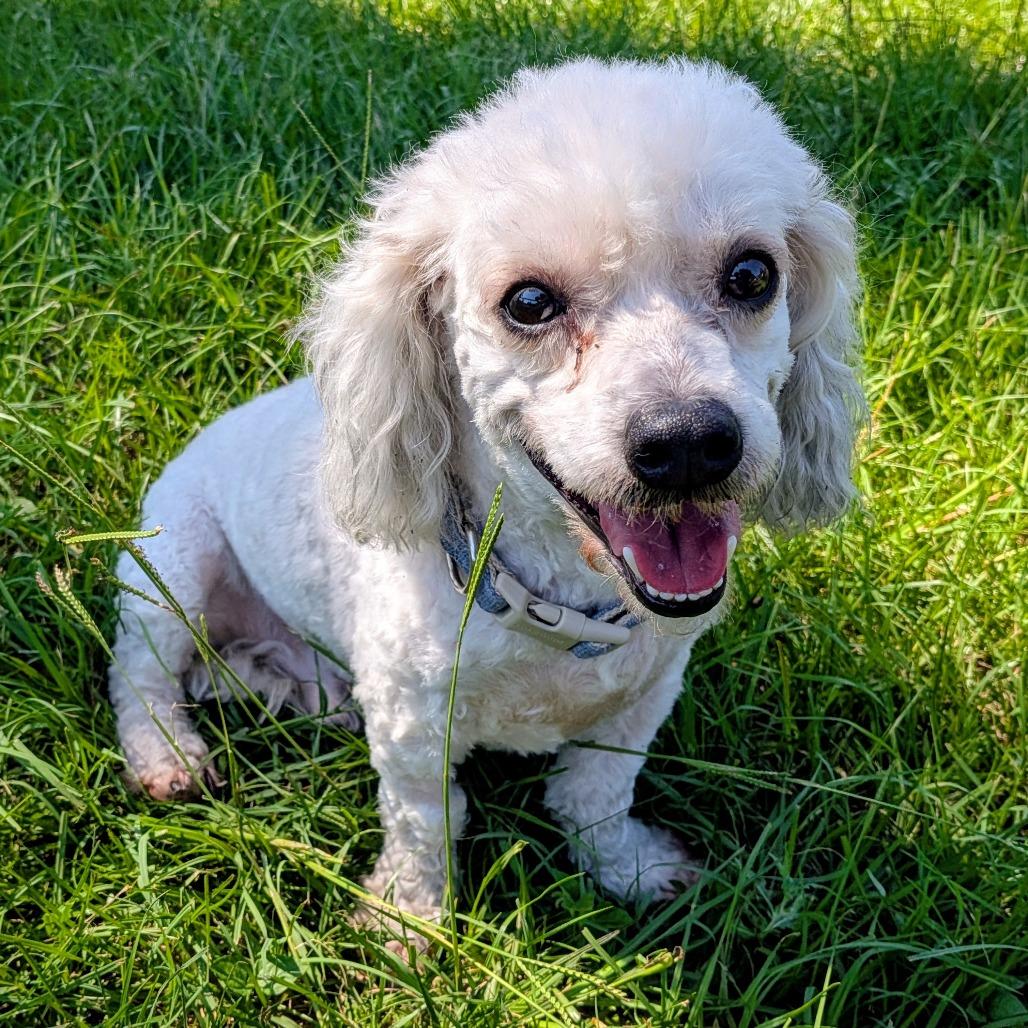 Enlarge Bo Bradley, a Adoptable Miniature Poodle in Houston, TX image 3/6