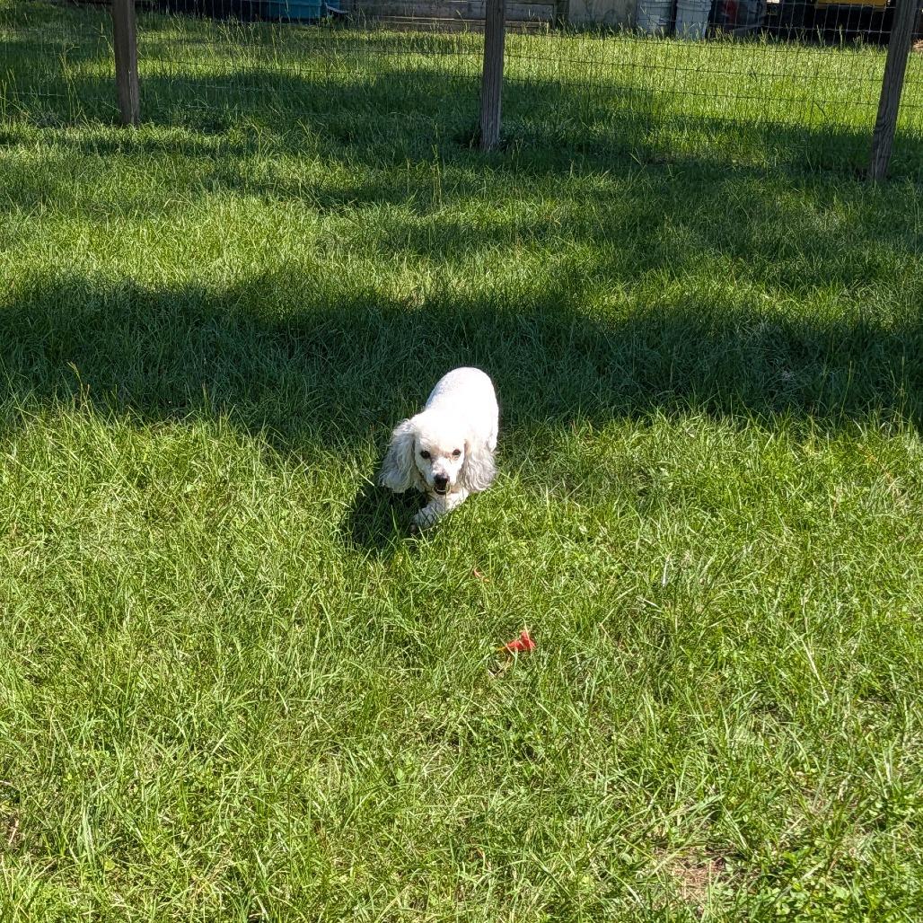 Enlarge Bo Bradley, a Adoptable Miniature Poodle in Houston, TX image 4/6