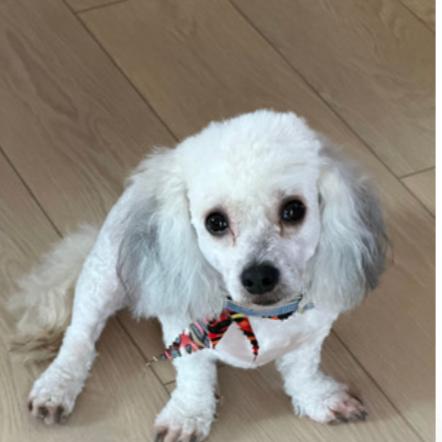 Enlarge Bo Bradley, a Adoptable Miniature Poodle in Houston, TX image 5/6