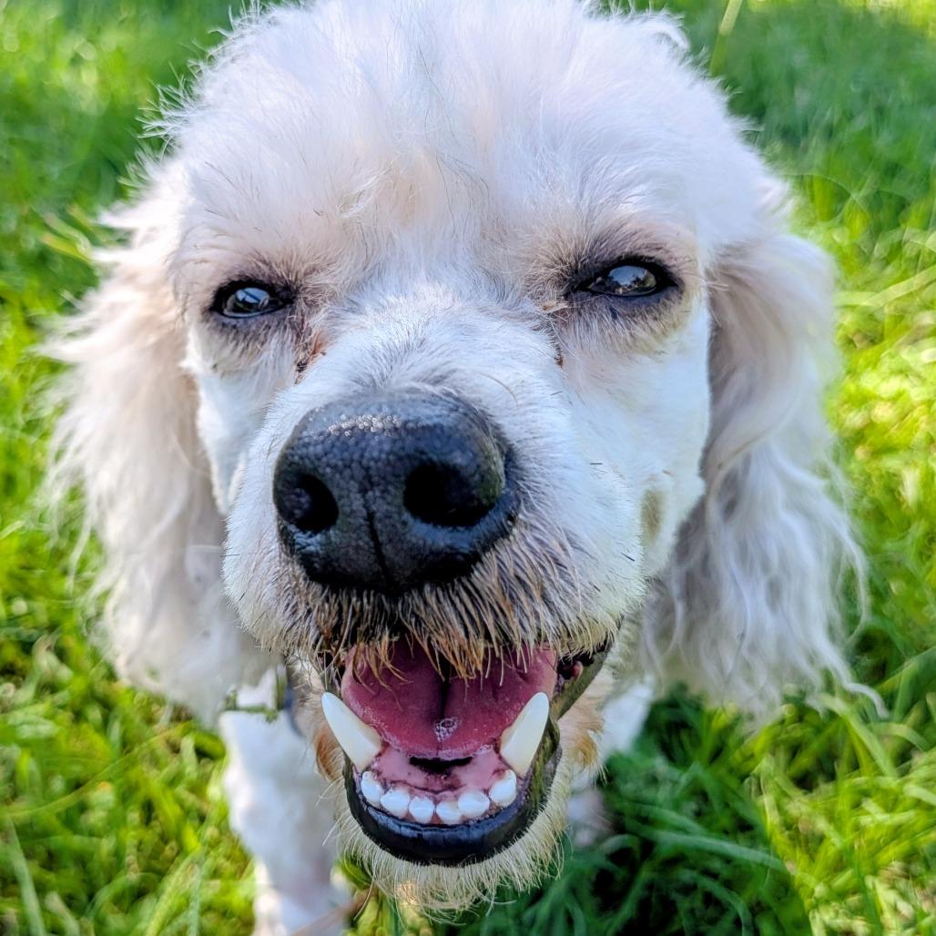 Enlarge Bo Bradley, a Adoptable Miniature Poodle in Houston, TX image 6/6