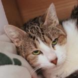 Leslie, ADOPTABLE, Adult Female Domestic Short Hair.
