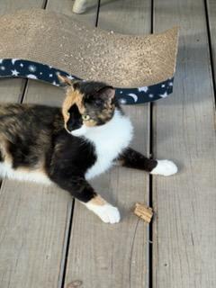 Enlarge Soxy, a Adoptable Domestic Short Hair in Newton, NC image 1/3