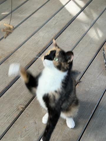 Enlarge Soxy, a Adoptable Domestic Short Hair in Newton, NC image 2/3