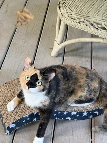 Enlarge Soxy, a Adoptable Domestic Short Hair in Newton, NC image 3/3