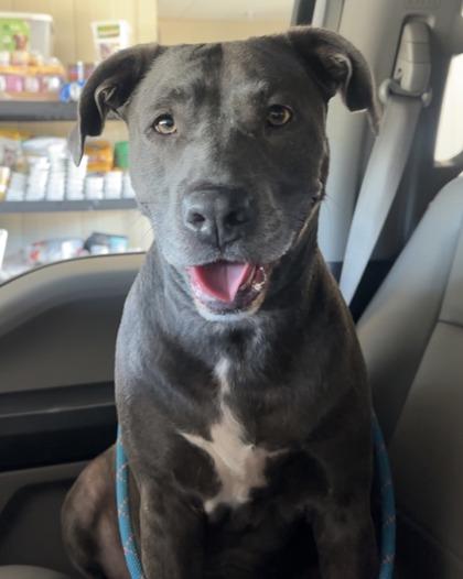 Mygrace, ADOPTABLE, Adult Female Labrador Retriever.