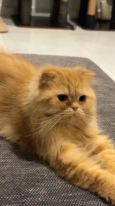 Enlarge Peach, an adopted mixed breed in Montreal , QC video 3/4