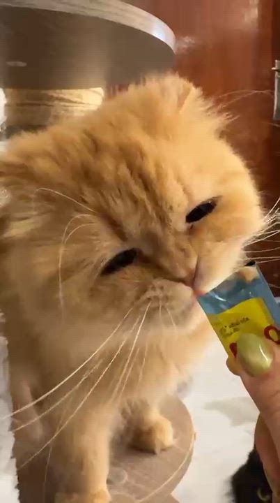 Enlarge Peach, an adopted mixed breed in Montreal , QC video 2/4