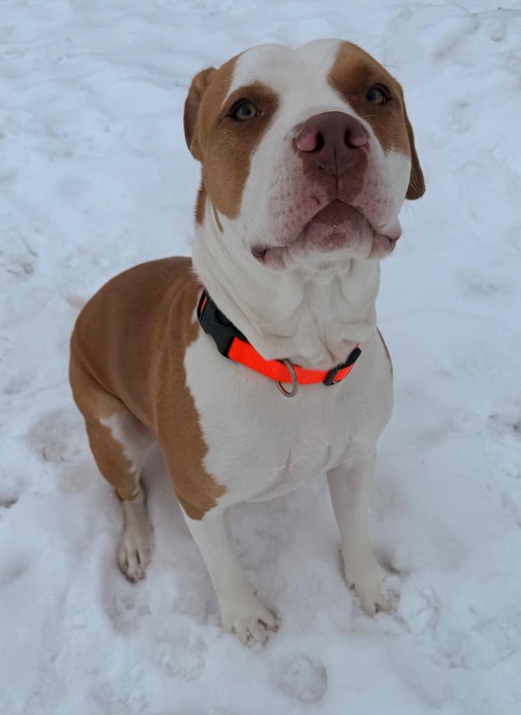 Nicole, Adoptable, Young Female Terrier.