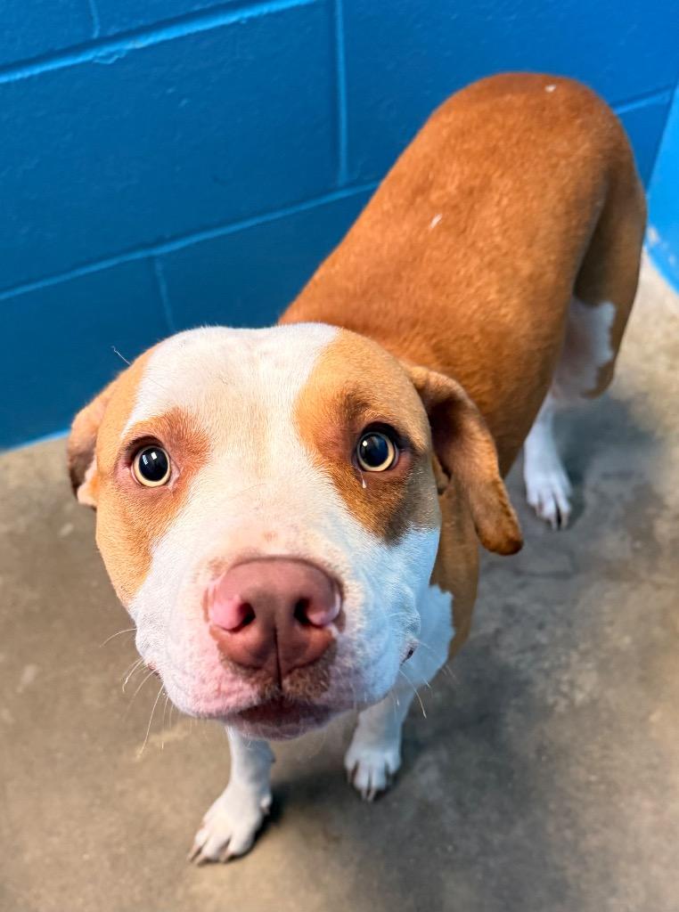 Nicole, Adoptable, Young Female Terrier.