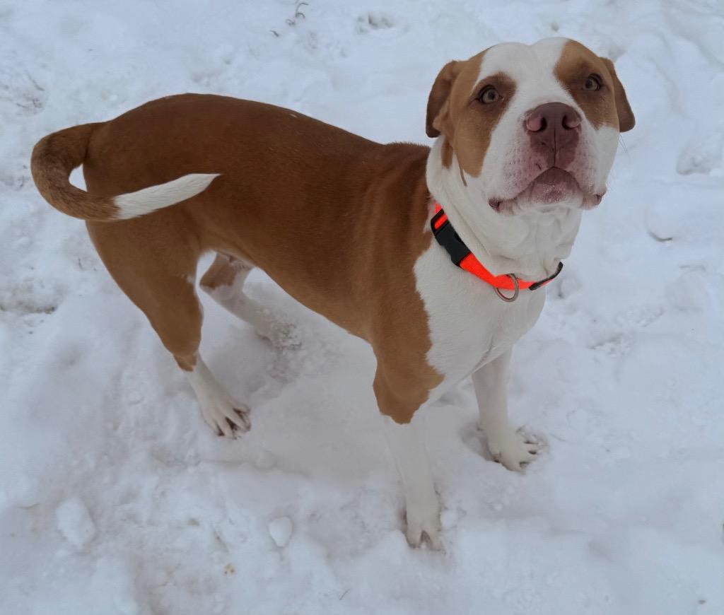 Nicole, a Adoptable mixed breed in Defiance, OH image 1/6