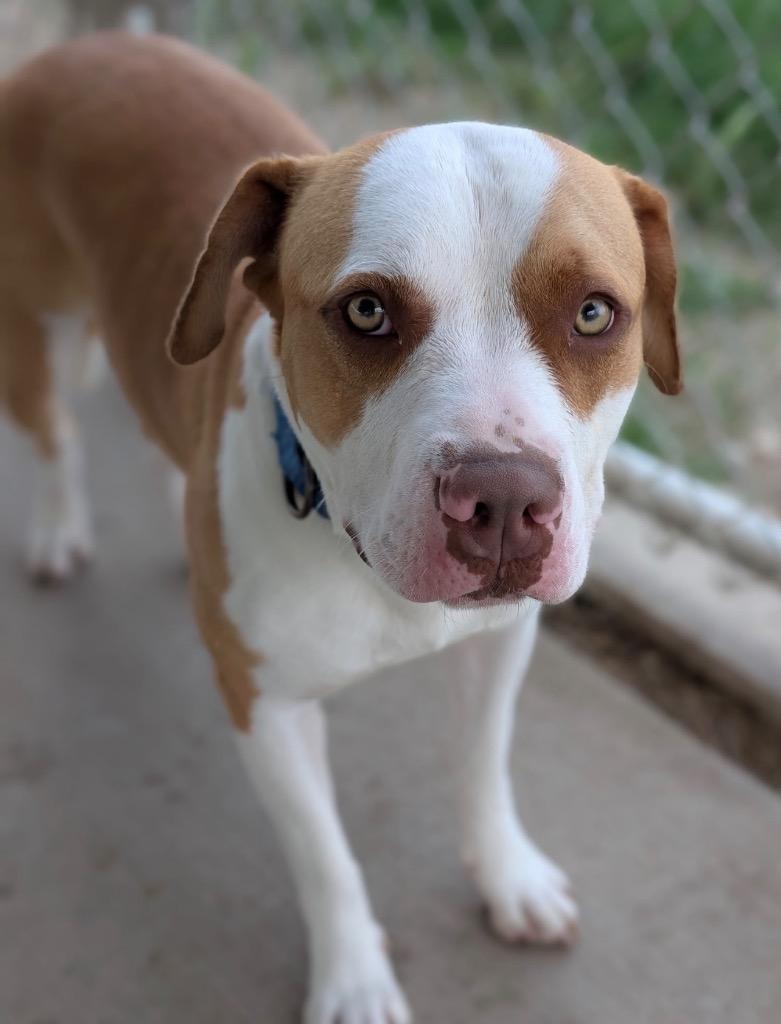 Nicole, a Adoptable mixed breed in Defiance, OH image 4/6