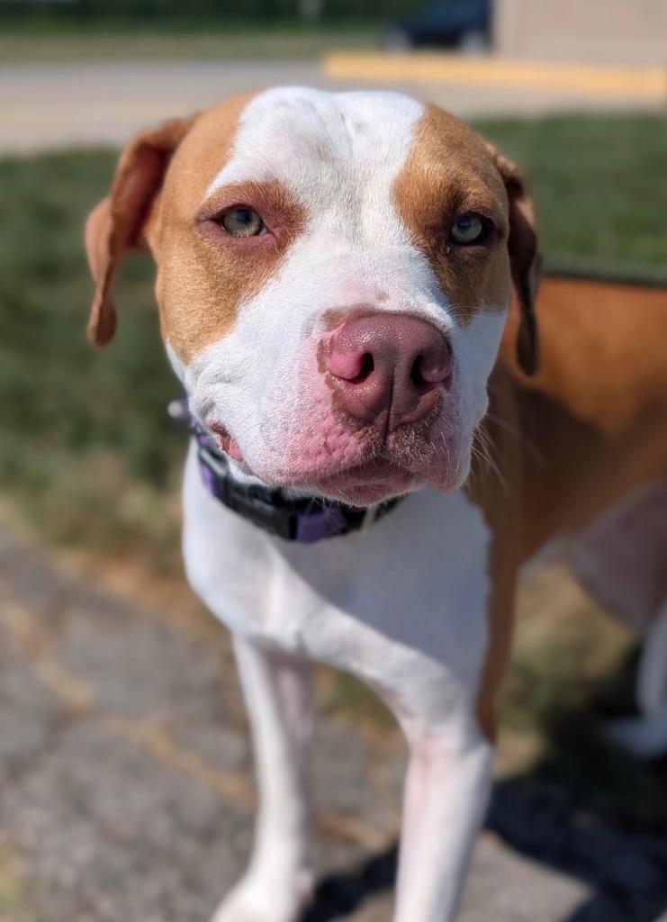 Enlarge Nicole, a Adoptable mixed breed in Defiance, OH image 3/6