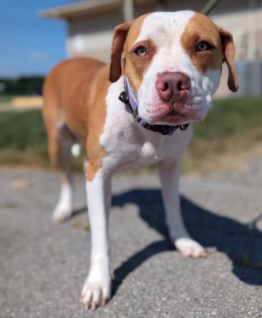 Enlarge Nicole, a Adoptable mixed breed in Defiance, OH image 4/6