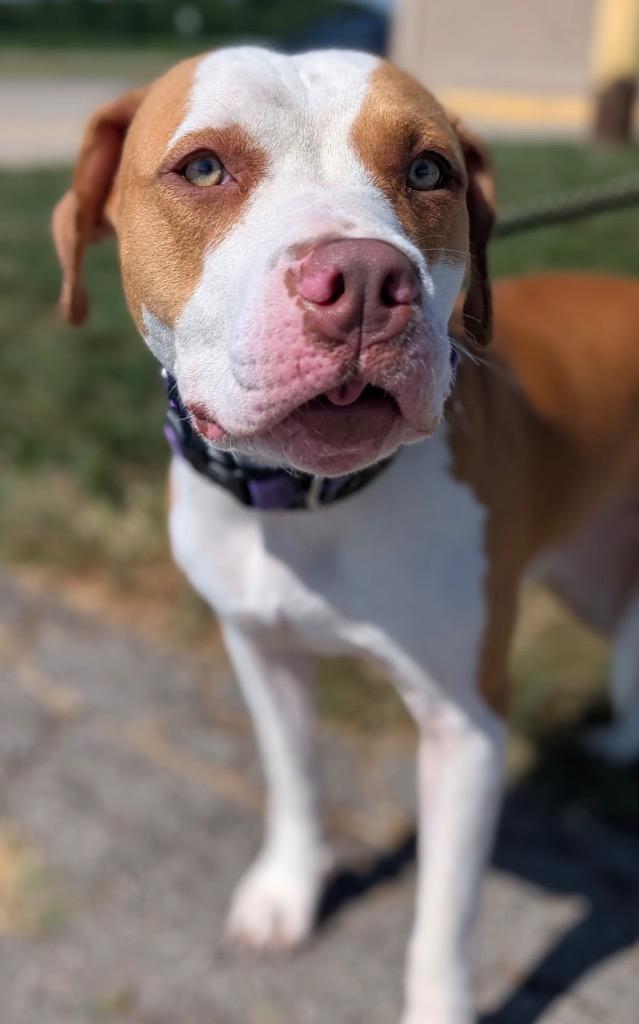 Enlarge Nicole, a Adoptable mixed breed in Defiance, OH image 5/6