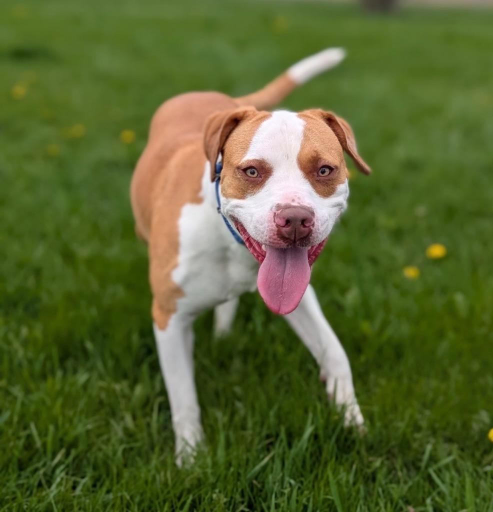 Enlarge Nicole, a Adoptable mixed breed in Defiance, OH image 6/6