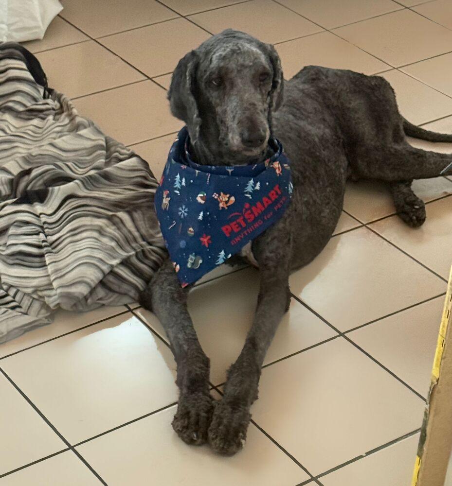 Enlarge Sanji, a Adoptable mixed breed in Naranjito, PR image 1/6