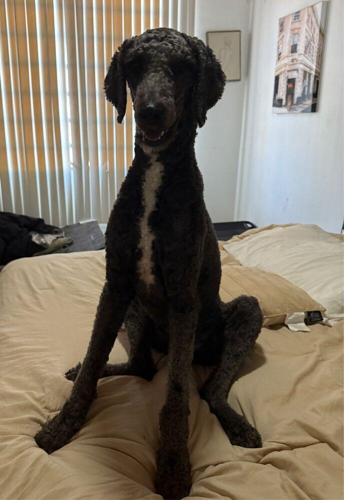 Enlarge Sanji, a Adoptable mixed breed in Naranjito, PR image 2/6