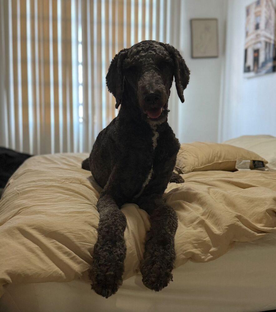 Enlarge Sanji, a Adoptable mixed breed in Naranjito, PR image 3/6