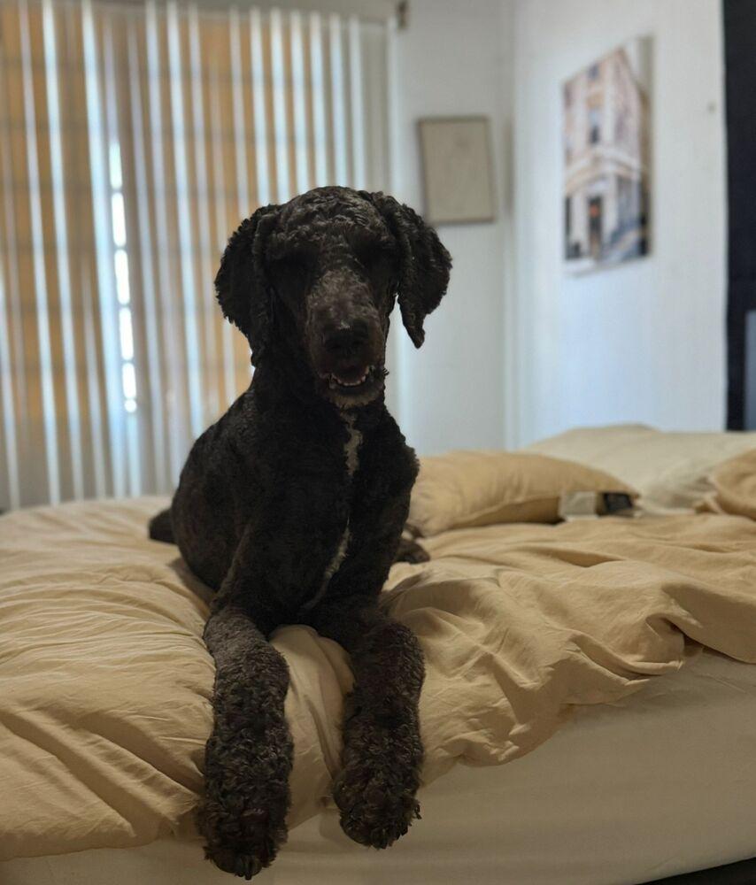 Enlarge Sanji, a Adoptable mixed breed in Naranjito, PR image 4/6