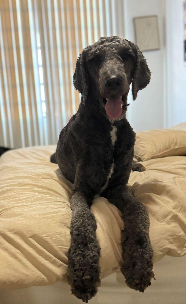 Enlarge Sanji, a Adoptable mixed breed in Naranjito, PR image 5/6