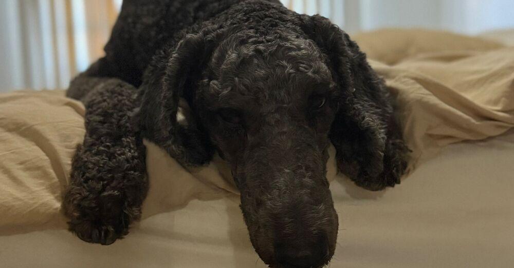 Sanji, Adoptable, Adult Male Standard Poodle.