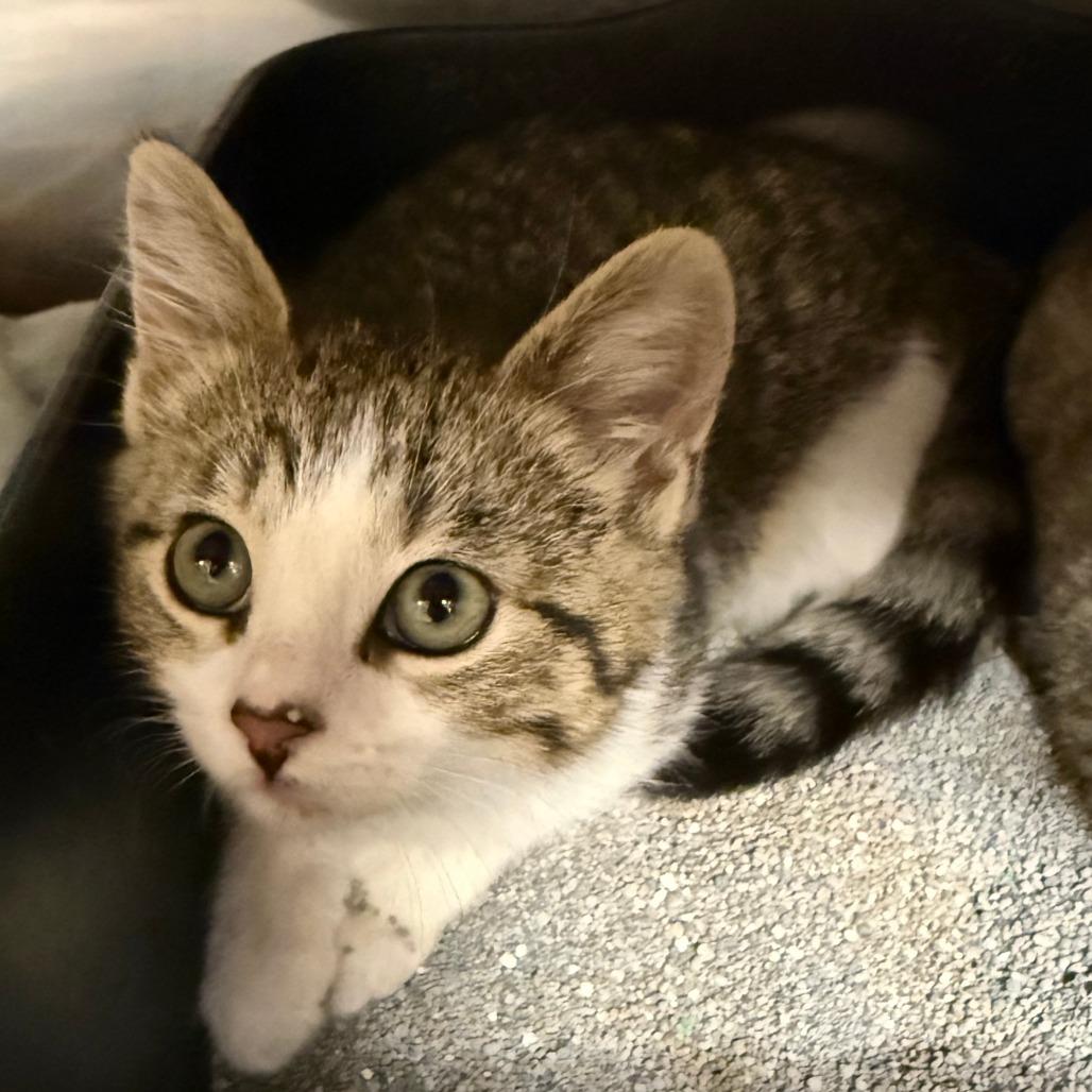 Jalapeno, Adoptable, Kitten Female Domestic Short Hair.