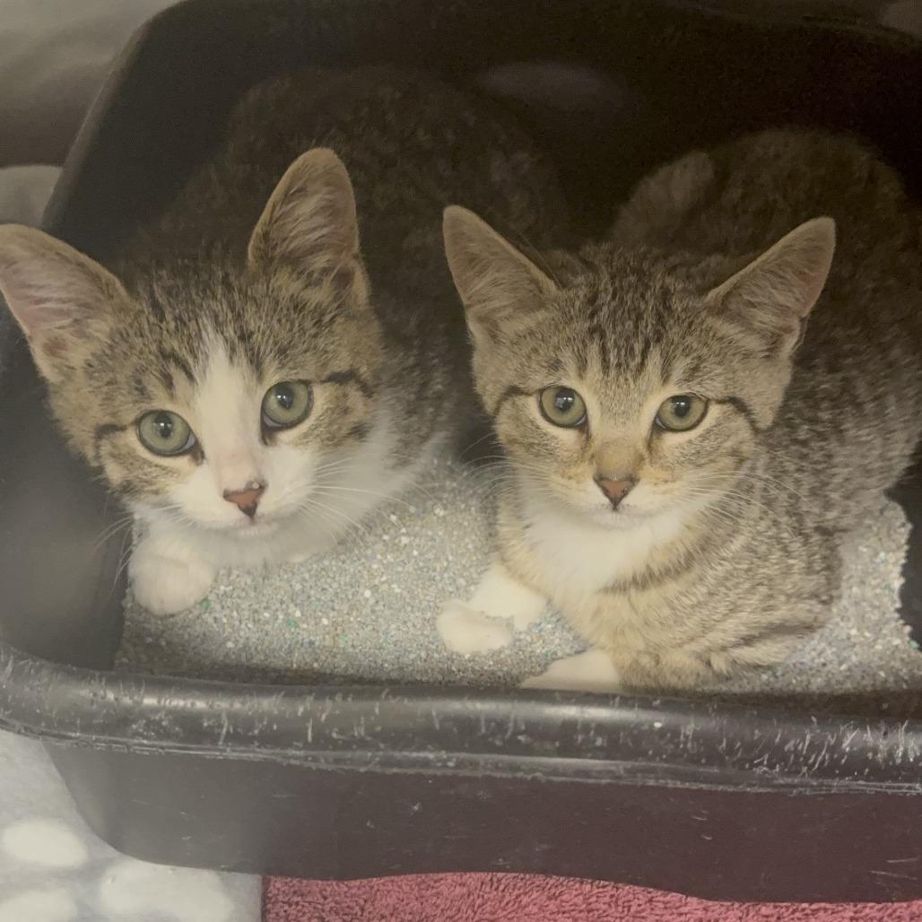 Jalapeno, a Adoptable Domestic Short Hair in Lake Panasoffkee, FL image 2/4