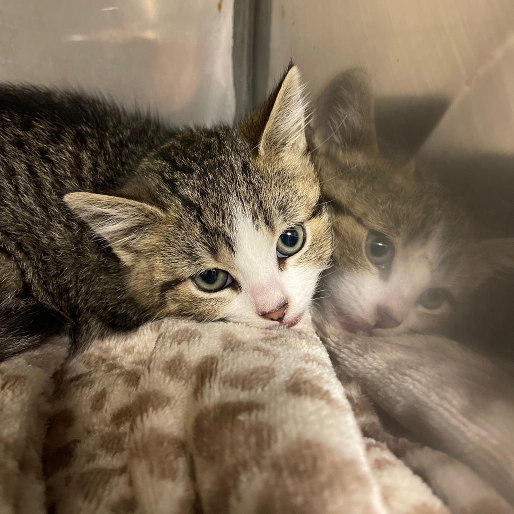 Jalapeno, a Adoptable Domestic Short Hair in Lake Panasoffkee, FL image 3/4