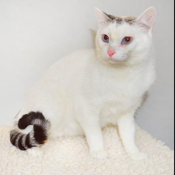 Enlarge Pandora, a ADOPTABLE Siamese in San Andreas, CA image 1/2