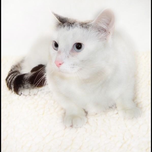 Enlarge Pandora, a ADOPTABLE Siamese in San Andreas, CA image 2/2