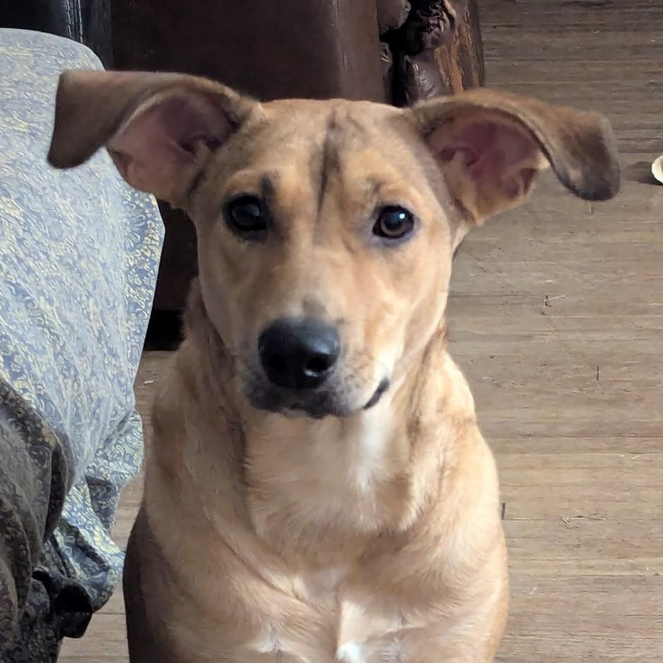 Penny, Adoptable, Adult Female Labrador Retriever & Doberman Pinscher.