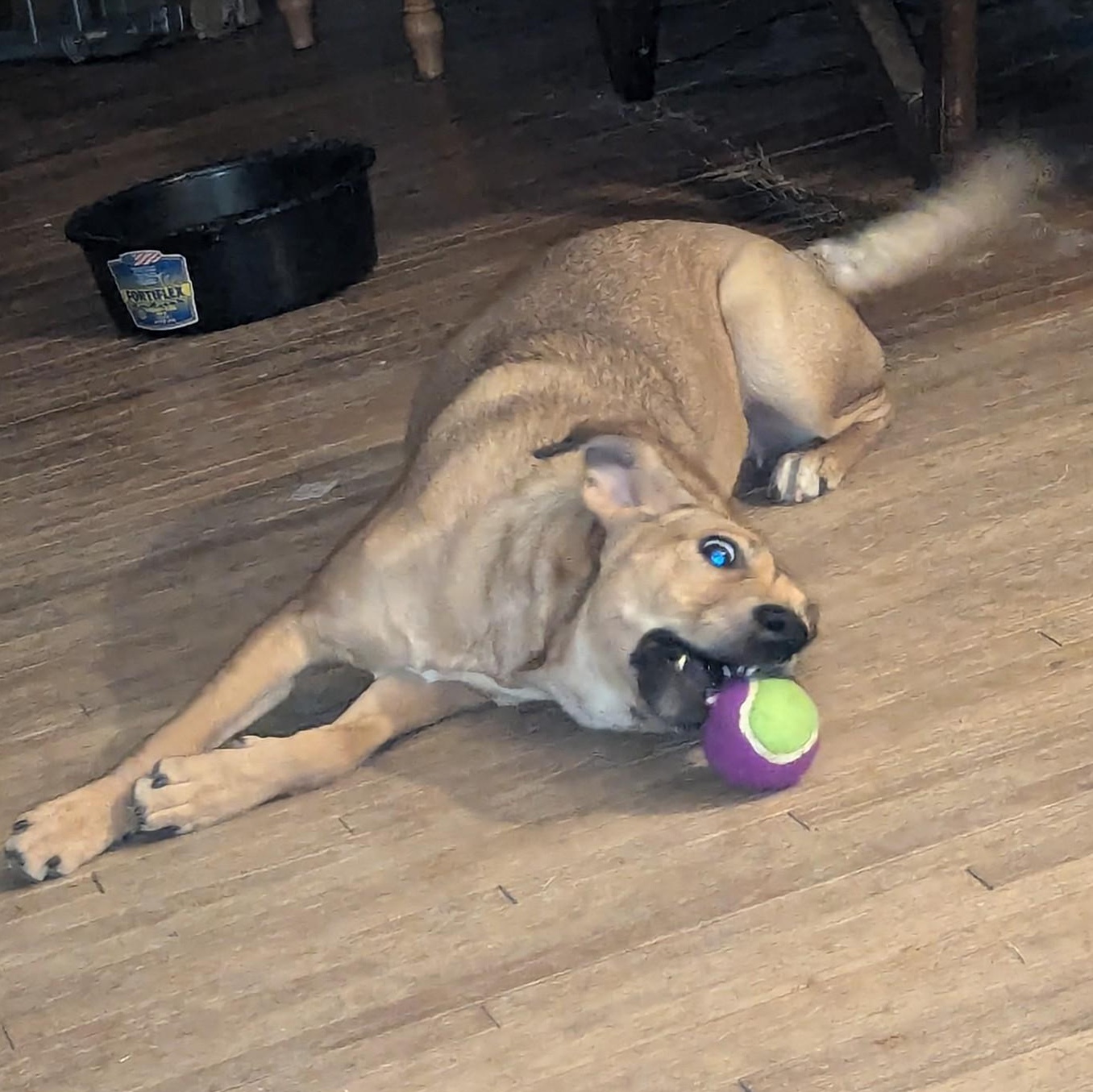 Penny, a Adoptable mixed breed in Normal, IL image 6/6