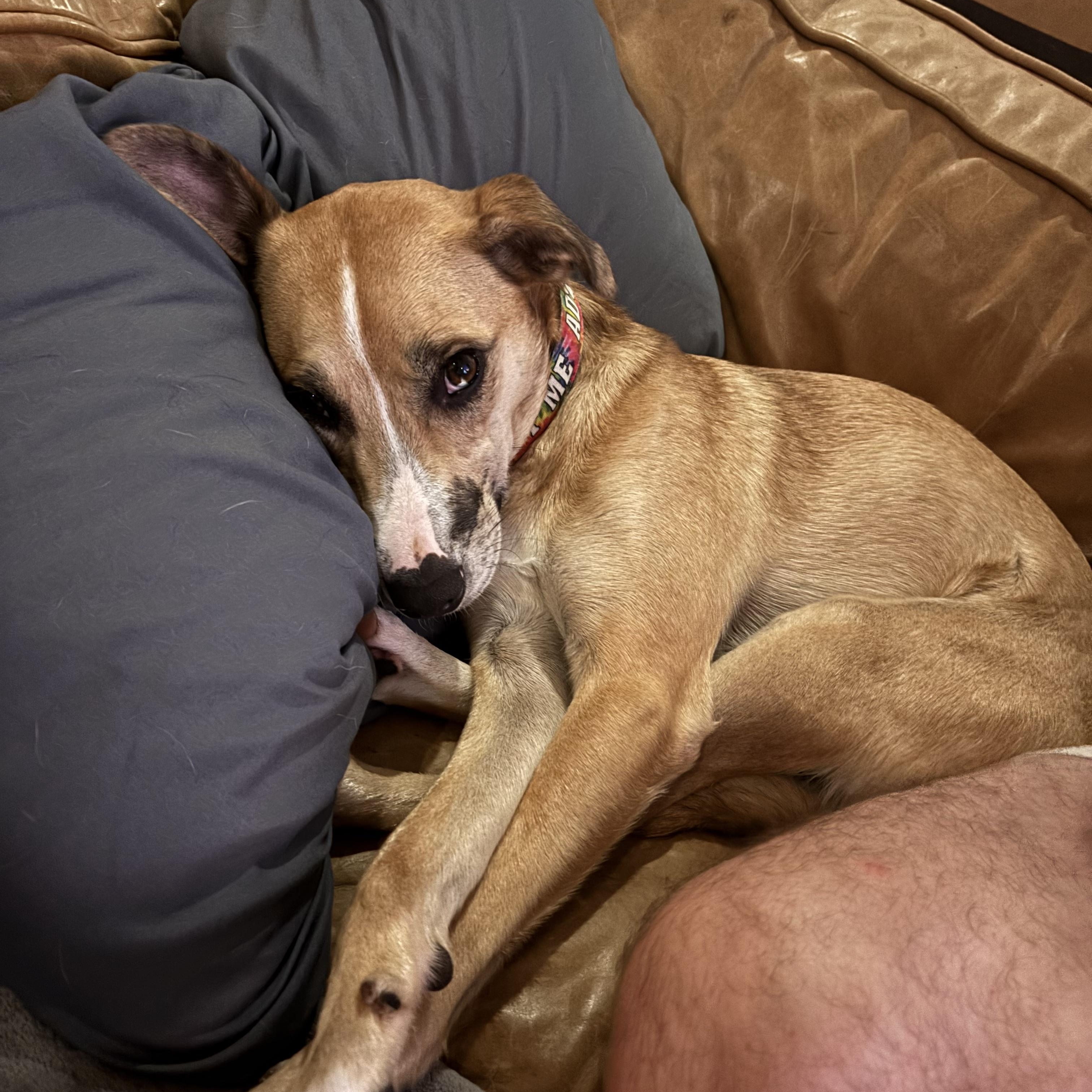 Gloriette, a Adoptable mixed breed in New Orleans, LA image 2/6