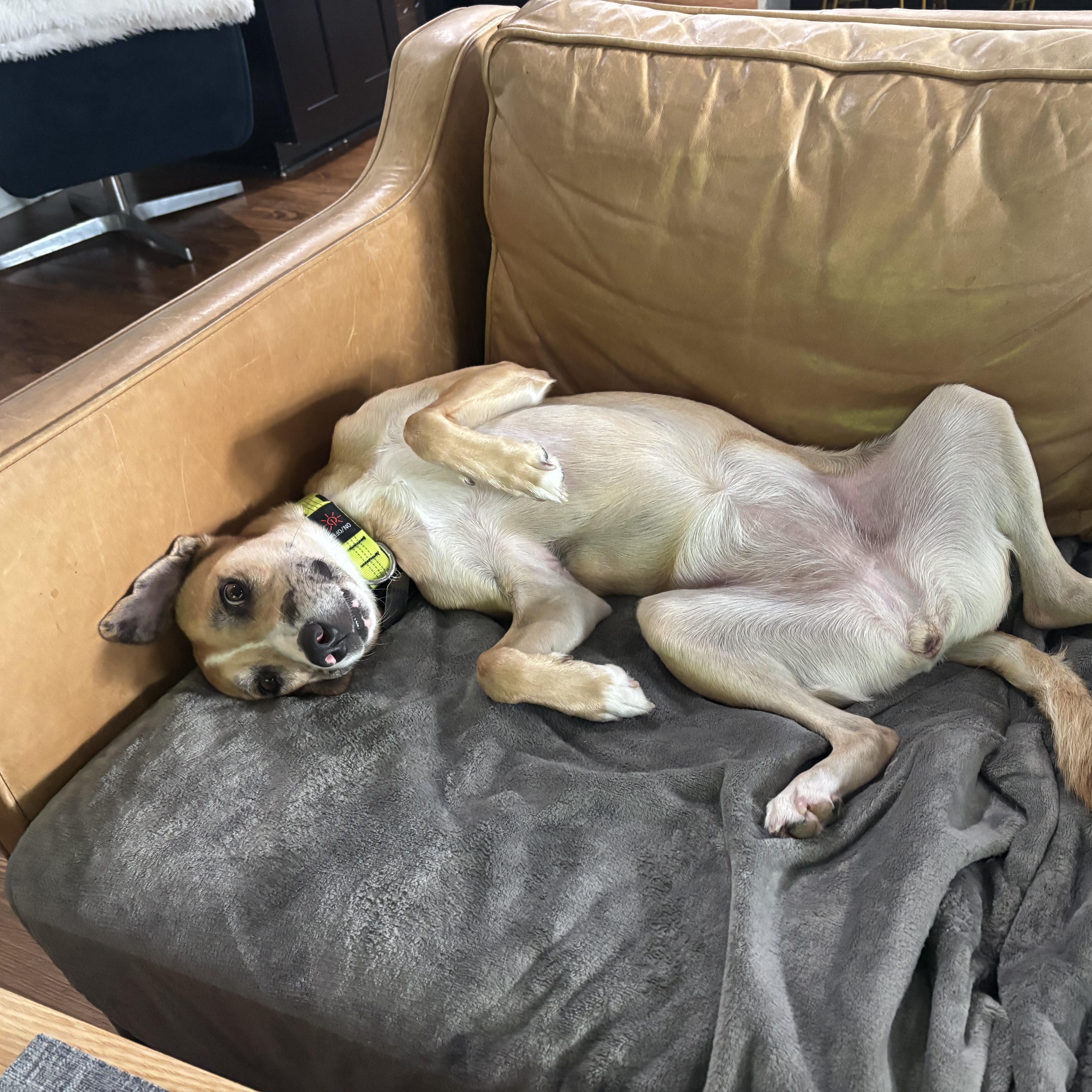 Gloriette, a Adoptable mixed breed in New Orleans, LA image 3/6