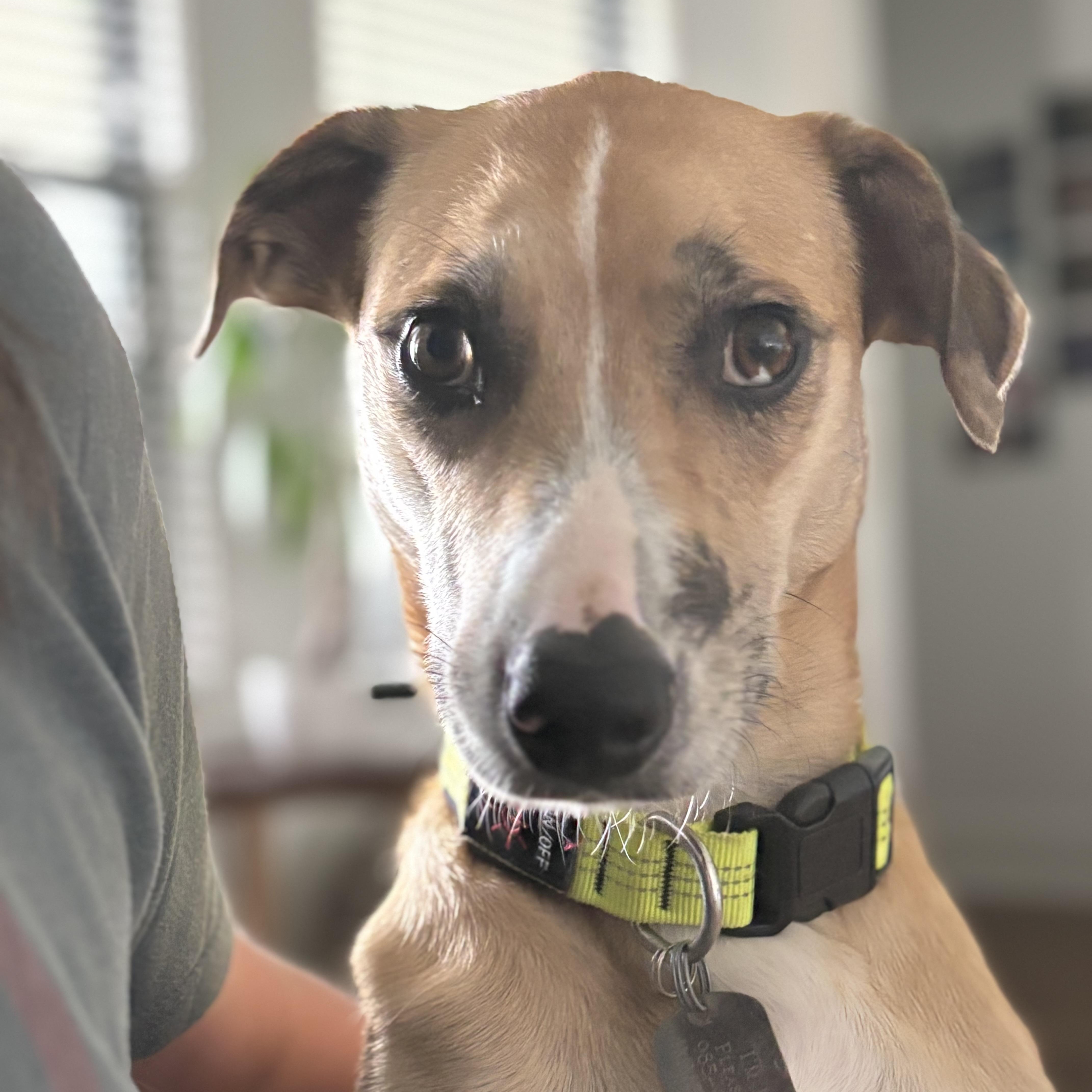 Gloriette, Adoptable, Adult Female Shepherd & Mixed Breed.