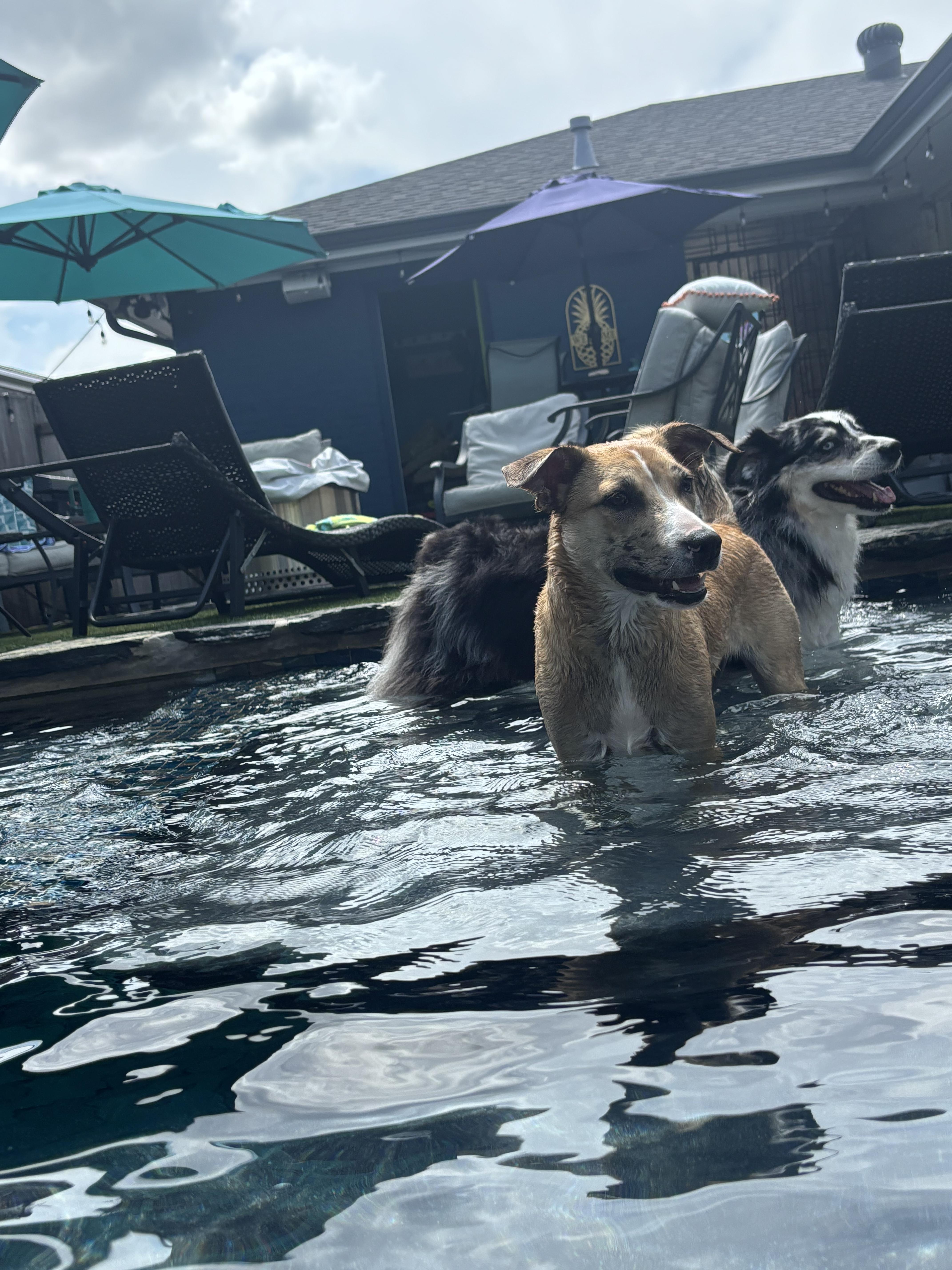 Gloriette, Adoptable, Puppy Female Australian Shepherd.