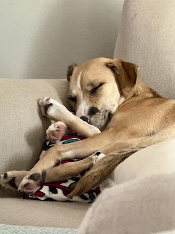 Enlarge Gloriette, a Adoptable mixed breed in New Orleans, LA image 2/6