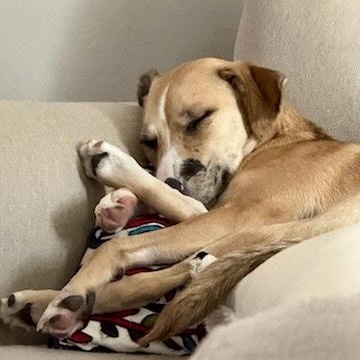 Gloriette, a Adoptable mixed breed in New Orleans, LA image 5/6